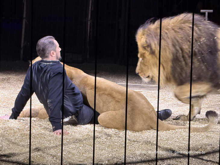 Martin Lacey jr. mit den L&ouml;wen  - Premiere am 1. Weihnachtstag: Circus Krone pr&auml;sentiert "Ich. Du. Wir. Krone." - das Winterprogramm bis 12.04.2025 (&copy;Foto: Martin Schmitz)